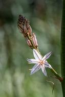 white flower on balearic islands in mallorca