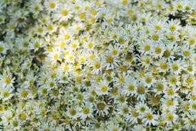 daisies, lot of White Flowers, background