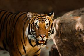 photo of Tiger Wildlife Animal