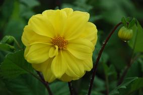 wet yellow dahlia with buds after rain in the garden