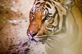 Tiger Animal Wildlife