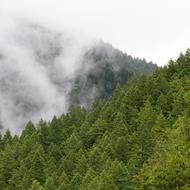 fog over Green forest on mountain slope
