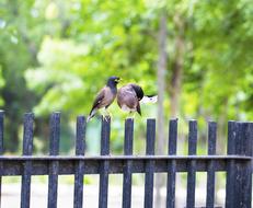 cute birds on the fence