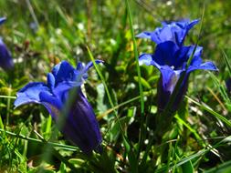 blue flowers in the grass