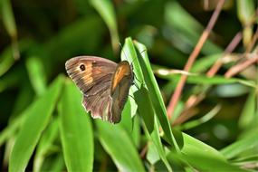 Butterfly Leaves macro