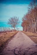dirt track through Vineyard, rural Landscape, germany