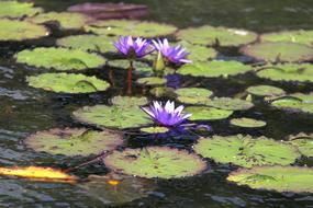 purple flowers in the pond