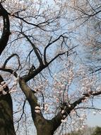 Cherry Blossoms tree Background