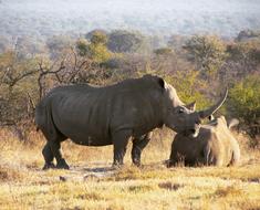 Rhino Safari Africa