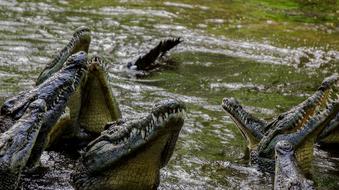 dangerous crocodiles in the river
