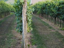 Vineyard Nature Autumn