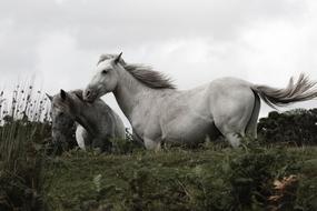 White Horses Animals