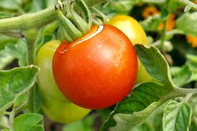 ripe juicy tomatoes