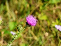 Plant Flower Thistle Meadow