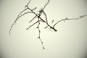 thorny branch in the snow