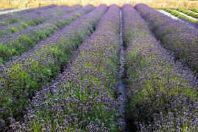 Landscape with the beautiful, violet, blooming lavender field in the garden