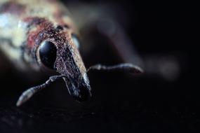 Macro view of Insect Elephant Beetle