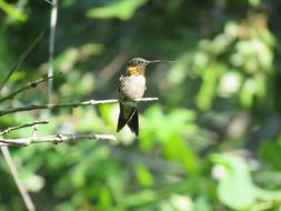 Gold Bird Hummingbird at Wildlife
