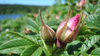 closed bud of flowers in a bush