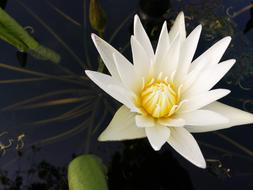 Lotus Flower White