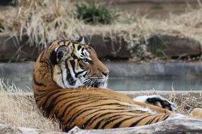 Beautiful and colorful, striped tiger laying down on the plants, near the water, in the zoo of Tulsa, Oklahoma