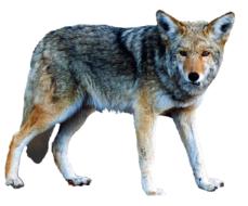 Colorful, fluffy wolf, at white background, clipart