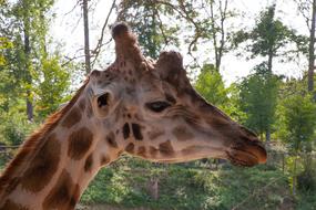Profile portrait of the cute, colorful and beautiful giraffe among the plants