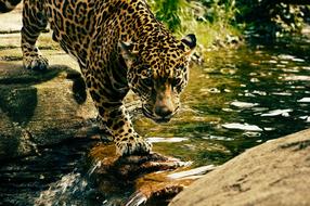 Leopard Predator Wildcat at nature