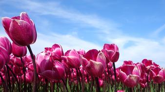 pink Tulips beneath blue sky, Spring background, netherlands