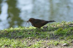 bird near the water on a blurred background