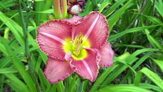 Flora Flowers Daylilies