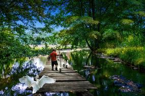 child boy walking with geese in park