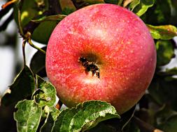 delicious big apple