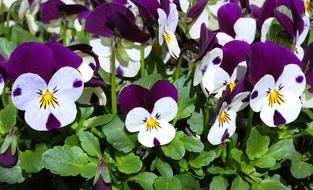 Pansies Spring Flowers Full