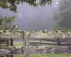 Bird on Fence in Countryside