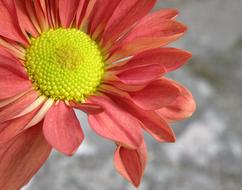 Flower Bloom