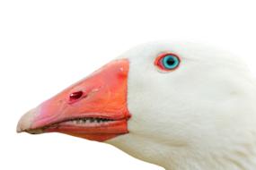 Profile portrait of the cute, white goose with blue eye, at white background, clipart