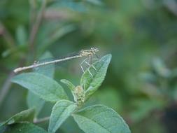 Close-up of the colorful dragonfly on the plant with green leaves in the garden