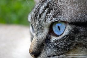 Domestic Cat Animal eye