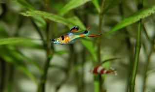 Colorful Guppy Fishes in Water