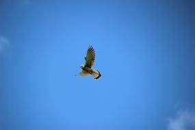 Flight Of Valk Bird