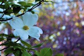 white flower in the foliage