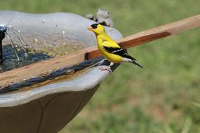 Bird Goldfinch at nature