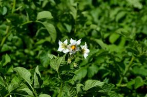 white flowers in the foliage