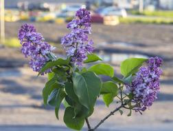 Lilac branches are beautiful
