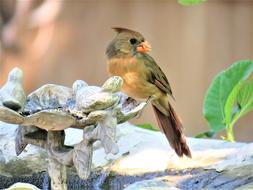 Bird Colorful