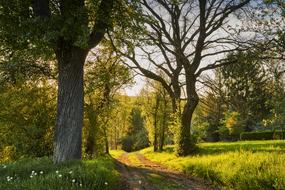 trail through Forest at summer Evening