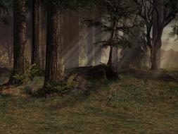 forest trees nature shadows