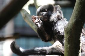 black Monkey Zoo Mammal