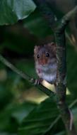 wild Harvest Mouse